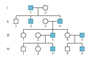 The following pedigree is characteristic of an inherited condition known as male precocious puberty, where affected males show signs of puberty by age 4. Propose a genetic explanation of this phenotype.   