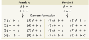 Two different female Drosophila were isolated, each heterozygous for the autosomally linked genes b ( black body ), d ( dachs tarsus ), and c ( curved wings ). These genes are in the order d - b - c , with b being closer to d than to c. Shown here is the genotypic arrangement for each female along with the various gametes formed by both:     Identify which categories are noncrossovers (NCOs), single crossovers (SCOs), and double crossovers (DCOs) in each case. Then, indicate the relative frequency in which each will be produced.