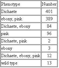 Drosophila females homozygous for the third chromosomal genes pink and ebony (the same genes from Problem) were crossed with males homozygous for the second chromosomal gene dumpy. Because these genes are recessive, all offspring were wild type (normal). F 1 females were testcrossed to triply recessive males. If we assume that the two linked genes, pink and ebony , are 20 mu apart, predict the results of this cross. If the reciprocal cross were made (F 1 males-where no crossing over occurs-with triply recessive females), how would the results vary, if at all? In Drosophila , Dichaete ( D ) is a mutation on chromosome III with a dominant effect on wing shape. It is lethal when homozygous. The genes ebony body ( e ) and pink eye ( p ) are recessive mutations on chromosome III. Flies from a Dichaete stock were crossed to homozygous ebony, pink flies, and the F 1 progeny, with a Dichaete phenotype, were backcrossed to the ebony, pink homozygotes. Using the results of this backcross shown in the table, (a) Diagram this cross, showing the genotypes of the parents and offspring of both crosses. (b) What is the sequence and interlocus distance between these three genes?