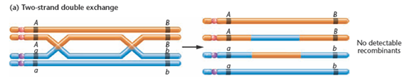 Based on our discussion of the potential inaccuracy of mapping (see Figure , would you revise your answer to Problem? If so, how? FIGURE (a) A double crossover is undetected because no rearrangement of alleles occurs. (b) The theoretical and actual percentage of recombinant chromatids versus map distance. The straight line shows the theoretical relationship if a direct correlation between recombination and map distance exists. The curved line is the actual relationship derived from studies of Drosophila , Neurospora , and Zea mays.     An organism of the genotype AaBbCc was testcrossed to a triply recessive organism ( aabbcc ). The genotypes of the progeny are presented in the following table.   (a) If these three genes were all assorting independently, how many genotypic and phenotypic classes would result in the offspring, and in what proportion, assuming simple dominance and recessiveness in each gene pair? (b) Answer part (a) again, assuming the three genes are so tightly linked on a single chromosome that no crossover gametes were recovered in the sample of offspring. (c) What can you conclude from the actual data about the location of the three genes in relation to one another?<div style=padding-top: 35px> 