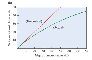 Based on our discussion of the potential inaccuracy of mapping (see Figure , would you revise your answer to Problem? If so, how? FIGURE (a) A double crossover is undetected because no rearrangement of alleles occurs. (b) The theoretical and actual percentage of recombinant chromatids versus map distance. The straight line shows the theoretical relationship if a direct correlation between recombination and map distance exists. The curved line is the actual relationship derived from studies of Drosophila , Neurospora , and Zea mays.     An organism of the genotype AaBbCc was testcrossed to a triply recessive organism ( aabbcc ). The genotypes of the progeny are presented in the following table.   (a) If these three genes were all assorting independently, how many genotypic and phenotypic classes would result in the offspring, and in what proportion, assuming simple dominance and recessiveness in each gene pair? (b) Answer part (a) again, assuming the three genes are so tightly linked on a single chromosome that no crossover gametes were recovered in the sample of offspring. (c) What can you conclude from the actual data about the location of the three genes in relation to one another?<div style=padding-top: 35px> 