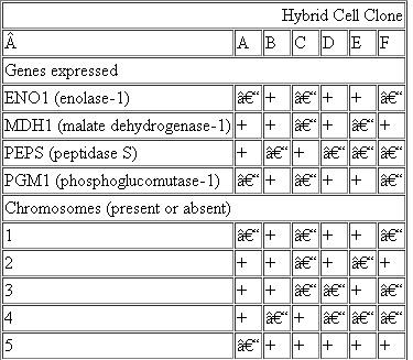 A number of human-mouse somatic cell hybrid clones were examined for the expression of specific human genes and the presence of human chromosomes. The results are summarized in the following table. Assign each gene to the chromosome on which it is located.