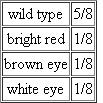 In laboratory class, a genetics student was assigned to study an unknown mutation in Drosophila that had a whitish eye. He crossed females from his true-breeding mutant stock to wild-type (brick-red-eyed) males, recovering all wild-type F[ flies. In the F 2 generation, the following offspring were recovered in the following proportions:   The student was stumped until the instructor suggested that perhaps the whitish eye in the original stock was the result of homozygosity for a mutation causing brown eyes and a mutation causing bright red eyes, illustrating gene interaction (see Chapter 4). After much thought, the student was able to analyze the data, explain the results, and learn several things about the location of the two genes relative to one another. One key to his understanding was that crossing over occurs in Drosophila females but not in males. Based on his analysis, what did the student learn about the two genes?<div style=padding-top: 35px> 