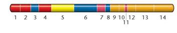 A study was conducted in an attempt to determine which functional regions of a particular conjugative transfer gene (tral) are involved in the transfer of plasmid R27 in Salmonella enterica. The R27 plasmid is of significant clinical interest because it is capable of encoding multiple-antibiotic resistance to typhoid fever. To identify functional regions responsible for conjugal transfer, an analysis by Lawley et al. (2002. J. Bacteriol. 184:2173-2180) was conducted in which particular regions of the tra1 gene were mutated and tested for their impact on conjugation. Shown here is a map of the regions tested and believed to be involved in conjugative transfer of the plasmid. Similar coloring indicates related function. Numbers correspond to each functional region subjected to mutation analysis.   Accompanying the map is a table showing the effects of these mutations on R27 conjugation. Effects of Mutations in Functional Regions of Transfer Region 1 (tral) on R27 Conjugation   (a) Given the data, do all functional regions appear to influence conjugative transfer? (b) Which regions appear to have the most impact on conjugation? (c) Which regions appear to have a limited impact on conjugation? (d) What general conclusions might one draw from these data?<div style=padding-top: 35px> 
