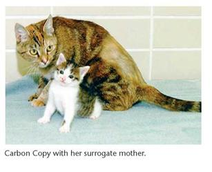 When the cloned cat Carbon Copy (CC) was born (see the Now Solve This question), she had black patches and white patches, but completely lacked any orange patches. The knowledgeable students of genetics were not surprised at this outcome. Starting with the somatic ovarian cell used as the source of the nucleus in the cloning process, explain how this outcome occurred. NOW SOLVE THIS 7-3 CC (Carbon Copy), the first cat produced from a clone, was created from an ovarian cell taken from her genetic donor, Rainbow, a calico cat. The diploid nucleus from the cell was extracted and then injected into an enucleated egg. The resulting zygote was then allowed to develop in a petri dish, and the cloned embryo was implanted in the uterus of a surrogate mother cat, who gave birth to CC. CC's surrogate mother was a tabby (see the photo at the end of this chapter). Geneticists were very interested in the outcome of cloning a calico cat, because they were not certain if the cat would have patches of orange and black, just orange, or just black. Taking into account the Lyon hypothesis, explain the basis of the uncertainty. Would you expect CC to appear identical to Rainbow? Explain why or why not. HINT : This problem involves an understanding of the Lyon hypothesis. The key to its solution is to realize that the donor nucleus was from a differentiated ovarian cell of an adult female cat, which itself had inactivated one of its X chromosomes.    