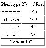 In a cross in Drosophila, a female heterozygous for the autosomally linked genes a , b , c , d , and e ( abode / + + + + + ) was testcrossed with a male homozygous for all recessive alleles. Even though the distance between each of the loci was at least 3 map units, only four phenotypes were recovered, yielding the following data:    Why are many expected crossover phenotypes missing? Can any of these loci be mapped from the data given here? If so, determine map distances.