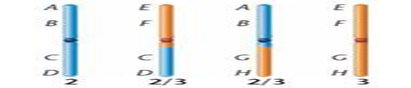 A woman who sought genetic counseling is found to be heterozygous for a chromosomal rearrangement between the second and third chromosomes. Her chromosomes, compared to those in a normal karyotype, are diagrammed to the right. (a) What kind of chromosomal aberration is shown? (b) Using a drawing, demonstrate how these chromosomes would pair during meiosis. Be sure to label the different segments of the chromosomes. (c) This woman is phenotypically normal. Does this surprise you? Why or why not? Under what circumstances might you expect a phenotypic effect of such a rearrangement?   