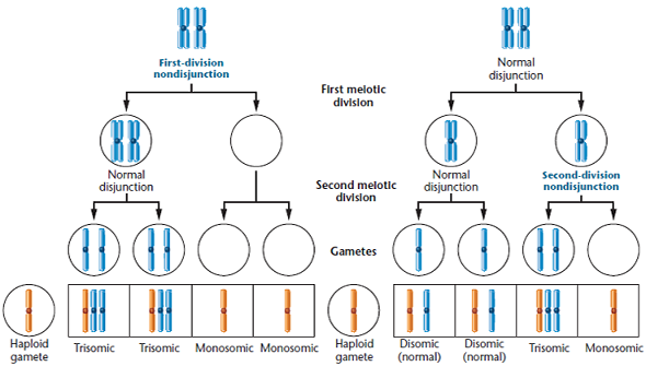 To investigate the origin of nondisjunction, 200 human oocytes that had failed to be fertilized during in vitro fertilization procedures were subsequently examined (Angel, R. 1997. Am. J. Hum. Genet. 61: 23-32). These oocytes had completed meiosis I and were arrested in metaphase II (MII). The majority (67 percent) had a normal MII-metaphase complement, showing 23 chromosomes, each consisting of two sister chromatids joined at a common centromere. The remaining oocytes all had abnormal chromosome compositions. Surprisingly, when trisomy was considered, none of the abnormal oocytes had 24 chromosomes. (a) Interpret these results in regard to the origin of trisomy, as it relates to nondisjunction, and when it occurs. Why are the results surprising? (b) A large number of the abnormal oocytes contained 22 1 / 2 chromosomes; that is, 22 chromosomes plus a single chromatid representing the 1 / 2 chromosome. What chromosome compositions will result in the zygote if such oocytes proceed through meiosis and are fertilized by normal sperm? (c) How could the complement of 22 1 / 2 chromosomes arise? Provide a drawing that includes several pairs of MII chromosomes. (d) Do your answers support or dispute the generally accepted theory regarding nondisjunction and trisomy, as outlined in Figure?     Figure Nondisjunction during the first and second meiotic divisions. In both cases, some of the gametes that are formed either contain two members of a specific chromosome or lack that chromosome. After fertilization by a gamete with a normal haploid content, monosomic, disomic (normal), or trisomic zygotes are produced.