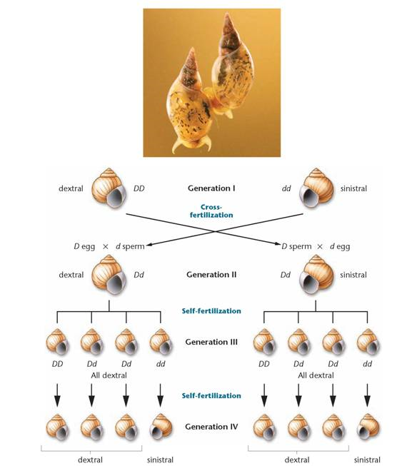 In Lymnaea, what results would you expect in a cross between a Dd dextrally coiled and a Dd sinistrally coiled snail, assuming cross-fertilization occurs as shown in Figure 9-11? What results would occur if the Dd dextral produced only eggs and the Dd sinistral produced only sperm?     FIGURE Inheritance of coiling in the snail Lymnaeaperegra. Coiling is either dextral (right handed) or sinistral (left handed). A maternal effect is evident in generations II and III, where the genotype of the maternal parent, rather than the offspring's own genotype, controls the phenotype of the offspring. The photograph illustrates right-versus left-handed coiled snails.