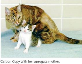 In an earlier Problems and Discussion section (see Chapter 7, Problem 33), we described CC, the cat created by nuclear transfer cloning, whereby a diploid nucleus from one cell is injected into an enucleated egg cell to create an embryo. Cattle, sheep, rats, dogs, and several other species have been cloned using nuclei from somatic cells. Embryos and adults produced by this approach often show a number of different mitochondrial defects. Explain possible reasons for the prevalence of mitochondrial defects in embryos created by nuclear transfer cloning. When the cloned cat Carbon Copy (CC) was born (see the Now Solve This question), she had black patches and white patches, but completely lacked any orange patches. The knowledgeable students of genetics were not surprised at this outcome. Starting with the somatic ovarian cell used as the source of the nucleus in the cloning process, explain how this outcome occurred. NOW SOLVE THIS  CC (Carbon Copy), the first cat produced from a clone, was created from an ovarian cell taken from her genetic donor, Rainbow, a calico cat. The diploid nucleus from the cell was extracted and then injected into an enucleated egg. The resulting zygote was then allowed to develop in a petri dish, and the cloned embryo was implanted in the uterus of a surrogate mother cat, who gave birth to CC. CC's surrogate mother was a tabby (see the photo on page 187 at the end of this chapter). Geneticists were very interested in the outcome of cloning a calico cat, because they were not certain if the cat would have patches of orange and black, just orange, or just black. Taking into account the Lyon hypothesis, explain the basis of the uncertainty. Would you expect CC to appear identical to Rainbow? Explain why or why not. HINT: This problem involves an understanding of the Lyon hypothesis. The key to its solution is to realize that the donor nucleus was from a differentiated ovarian cell of an adult female cat, which itself had inactivated one of its X chromosomes.    