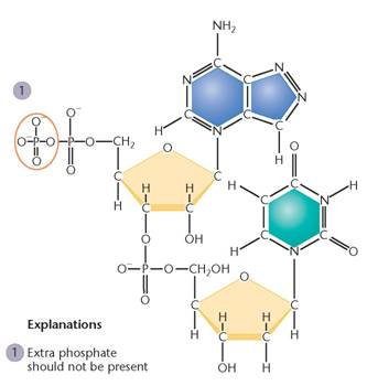 A genetics student was asked to draw the chemical structure of an adenine-and thymine-containing dinucleotide derived from DNA. His answer is shown here:   The student made more than six major errors. One of them is circled, numbered 1, and explained. Find five others. Circle them, number them 2 through 6, and briefly explain each in the manner of the example given.<div style=padding-top: 35px> 