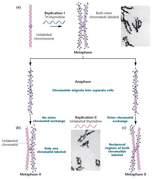 Assume a hypothetical organism in which DNA replication is conservative. Design an experiment similar to that of Taylor, Woods, and Hughes that will unequivocally establish this fact. Using the format established in Figure, draw sister chromatids and illustrate the expected results establishing this mode of replication.     FIGURE The Taylor-Woods-Hughes experiment, demonstrating the semiconservative mode of replication of DNA in root tips of Vicia faba. (a) An unlabeled chromosome proceeds through the cell cycle in the presence of 3 H-thymidine. As it enters mitosis, both sister chromatids of the chromosome are labeled, as shown, by autoradiography. After a second round of replication (b), this time in the absence of 3 H-thymidine, only one chromatid of each chromosome is expected to be surrounded by grains. Except where a reciprocal exchange has occurred between sister chromatids (c), the expectation was upheld. the micrographs are of the actual autoradiograms obtained in the experiment.