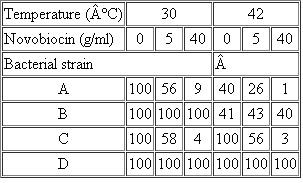 The following table (data adapted from Khodursky et al., 2000) presents the percentage of DNA synthesis after 15 minutes from initiation for four strains of Escherichia coli grown under permissive (30°C) and restrictive (42°C) temperatures and various concentrations of the gyrase inhibitor novobiocin. The strains have the following characteristics and genotypes: wild type, temperature-sensitive gyrase mutation ( gyr ts ), novobiocin resistant ( gyr r ), and the double mutant ( gyr ts , r ). Based on data contained in the table, assign the appropriate genotypes to the strains labeled A, B, C, and D.   