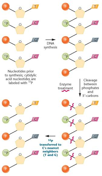 To gauge the fidelity of DNA synthesis, Arthur Kornberg and colleagues devised a technique called nearest-neighbor analysis, which determines the frequency with which any two bases occur adjacent to each other along the polynucleotide chain ( J. Biol. Chem. 236: 864-875). This test relies on the enzyme spleen phosphodiesterase (see the problem). As we saw in Figure, DNA is synthesized by polymerization of 5?-nucleotides-that is, each nucleotide is added with the phosphate on the C-5? of deoxyribose. However, as shown in the accompanying figure, the phosphodiesterase enzyme cleaves DNA between the phosphate and the C-5? atom, thereby producing 3?-nucleotides. In this test, the phosphates on only one of the four nucleotide precursors of DNA (cytidylic acid, for example) are made radioactive with 32 P, and DNA is synthesized. Then the DNA is subjected to enzymatic cleavage, in which the radioactive phosphate is transferred to the base that is the  nearest neighbor  on the 5? side of all cytidylic acid nucleotides.     Following four separate experiments, in each of which a different one of the four nucleotide types is radioactive, the frequency of all 16 possible nearest neighbors can be calculated. When Kornberg applied the nearest-neighbor frequency test to the DNA template and resultant product from a variety of experiments, he found general agreement between the nearest-neighbor frequencies of the two. Analysis of nearest-neighbor data led Kornberg to conclude that the two strands of the double helix are in opposite polarity to one another. Demonstrate this approach by determining the outcome of such an analysis if the strands of DNA shown here are (a) antiparallel versus (b) parallel:     Problem  Consider the drawing of a dinucleotide below. (a) Is it DNA or RNA? (b) Is the arrow closest to the 5? or the 3? end? (c) Suppose that the molecule was cleaved with the enzyme spleen diesterase, which breaks the covalent bond connecting the phosphate to C-5?. After cleavage, to which nucleoside is the phosphate now attached (A or T)?         FIGURE Demonstration of 5? to 3? synthesis of DNA.