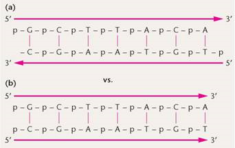 To gauge the fidelity of DNA synthesis, Arthur Kornberg and colleagues devised a technique called nearest-neighbor analysis, which determines the frequency with which any two bases occur adjacent to each other along the polynucleotide chain ( J. Biol. Chem. 236: 864-875). This test relies on the enzyme spleen phosphodiesterase (see the problem). As we saw in Figure, DNA is synthesized by polymerization of 5?-nucleotides-that is, each nucleotide is added with the phosphate on the C-5? of deoxyribose. However, as shown in the accompanying figure, the phosphodiesterase enzyme cleaves DNA between the phosphate and the C-5? atom, thereby producing 3?-nucleotides. In this test, the phosphates on only one of the four nucleotide precursors of DNA (cytidylic acid, for example) are made radioactive with 32 P, and DNA is synthesized. Then the DNA is subjected to enzymatic cleavage, in which the radioactive phosphate is transferred to the base that is the  nearest neighbor  on the 5? side of all cytidylic acid nucleotides.     Following four separate experiments, in each of which a different one of the four nucleotide types is radioactive, the frequency of all 16 possible nearest neighbors can be calculated. When Kornberg applied the nearest-neighbor frequency test to the DNA template and resultant product from a variety of experiments, he found general agreement between the nearest-neighbor frequencies of the two. Analysis of nearest-neighbor data led Kornberg to conclude that the two strands of the double helix are in opposite polarity to one another. Demonstrate this approach by determining the outcome of such an analysis if the strands of DNA shown here are (a) antiparallel versus (b) parallel:     Problem  Consider the drawing of a dinucleotide below. (a) Is it DNA or RNA? (b) Is the arrow closest to the 5? or the 3? end? (c) Suppose that the molecule was cleaved with the enzyme spleen diesterase, which breaks the covalent bond connecting the phosphate to C-5?. After cleavage, to which nucleoside is the phosphate now attached (A or T)?         FIGURE Demonstration of 5? to 3? synthesis of DNA.