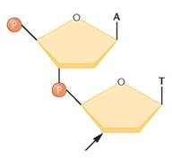 To gauge the fidelity of DNA synthesis, Arthur Kornberg and colleagues devised a technique called nearest-neighbor analysis, which determines the frequency with which any two bases occur adjacent to each other along the polynucleotide chain ( J. Biol. Chem. 236: 864-875). This test relies on the enzyme spleen phosphodiesterase (see the problem). As we saw in Figure, DNA is synthesized by polymerization of 5?-nucleotides-that is, each nucleotide is added with the phosphate on the C-5? of deoxyribose. However, as shown in the accompanying figure, the phosphodiesterase enzyme cleaves DNA between the phosphate and the C-5? atom, thereby producing 3?-nucleotides. In this test, the phosphates on only one of the four nucleotide precursors of DNA (cytidylic acid, for example) are made radioactive with 32 P, and DNA is synthesized. Then the DNA is subjected to enzymatic cleavage, in which the radioactive phosphate is transferred to the base that is the  nearest neighbor  on the 5? side of all cytidylic acid nucleotides.     Following four separate experiments, in each of which a different one of the four nucleotide types is radioactive, the frequency of all 16 possible nearest neighbors can be calculated. When Kornberg applied the nearest-neighbor frequency test to the DNA template and resultant product from a variety of experiments, he found general agreement between the nearest-neighbor frequencies of the two. Analysis of nearest-neighbor data led Kornberg to conclude that the two strands of the double helix are in opposite polarity to one another. Demonstrate this approach by determining the outcome of such an analysis if the strands of DNA shown here are (a) antiparallel versus (b) parallel:     Problem  Consider the drawing of a dinucleotide below. (a) Is it DNA or RNA? (b) Is the arrow closest to the 5? or the 3? end? (c) Suppose that the molecule was cleaved with the enzyme spleen diesterase, which breaks the covalent bond connecting the phosphate to C-5?. After cleavage, to which nucleoside is the phosphate now attached (A or T)?         FIGURE Demonstration of 5? to 3? synthesis of DNA.