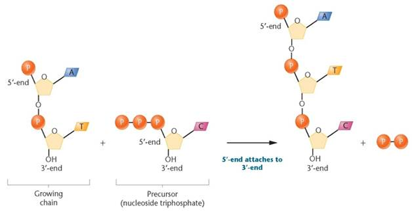 To gauge the fidelity of DNA synthesis, Arthur Kornberg and colleagues devised a technique called nearest-neighbor analysis, which determines the frequency with which any two bases occur adjacent to each other along the polynucleotide chain ( J. Biol. Chem. 236: 864-875). This test relies on the enzyme spleen phosphodiesterase (see the problem). As we saw in Figure, DNA is synthesized by polymerization of 5?-nucleotides-that is, each nucleotide is added with the phosphate on the C-5? of deoxyribose. However, as shown in the accompanying figure, the phosphodiesterase enzyme cleaves DNA between the phosphate and the C-5? atom, thereby producing 3?-nucleotides. In this test, the phosphates on only one of the four nucleotide precursors of DNA (cytidylic acid, for example) are made radioactive with 32 P, and DNA is synthesized. Then the DNA is subjected to enzymatic cleavage, in which the radioactive phosphate is transferred to the base that is the  nearest neighbor  on the 5? side of all cytidylic acid nucleotides.     Following four separate experiments, in each of which a different one of the four nucleotide types is radioactive, the frequency of all 16 possible nearest neighbors can be calculated. When Kornberg applied the nearest-neighbor frequency test to the DNA template and resultant product from a variety of experiments, he found general agreement between the nearest-neighbor frequencies of the two. Analysis of nearest-neighbor data led Kornberg to conclude that the two strands of the double helix are in opposite polarity to one another. Demonstrate this approach by determining the outcome of such an analysis if the strands of DNA shown here are (a) antiparallel versus (b) parallel:     Problem  Consider the drawing of a dinucleotide below. (a) Is it DNA or RNA? (b) Is the arrow closest to the 5? or the 3? end? (c) Suppose that the molecule was cleaved with the enzyme spleen diesterase, which breaks the covalent bond connecting the phosphate to C-5?. After cleavage, to which nucleoside is the phosphate now attached (A or T)?         FIGURE Demonstration of 5? to 3? synthesis of DNA.
