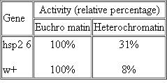In a study of Drosophila , two normally active genes, w + (wild-type allele of the white - eye gene) and hsp 26 (a heat-shock gene), were introduced (using a plasmid vector) into euchro-matic and heterochromatic chromosomal regions, and the relative activity of each gene was assessed (Sun et al., 2002). An approximation of the resulting data is shown in the following table. Which characteristic or characteristics of heterochromatin are supported by the experimental data?   