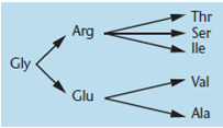 In studies of the amino acid sequence of wild-type and mutant forms of tryptophan synthetase in E. coli , the following changes have been observed:     Determine a set of triplet codes in which only a single-nucleotide change produces each amino acid change.