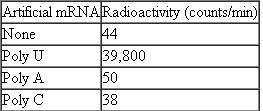 Refer to Table Can you hypothesize why a mixture of poly U + poly A would not stimulate incorporation of 14 C-phenylalanine into protein? Table Incorporation of 14 C-Phenylalanine into Protein     Source : After Nirenberg and Matthaei (1961).
