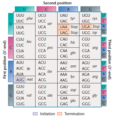 In this chapter, we focused on the translation of mRNA into proteins as well as on protein structure and function. Along the way, we found many opportunities to consider the methods and reasoning by which much of this information was acquired. From the explanations given in the chapter, what answers would you propose to the following fundamental questions: (a) What experimentally derived information led to Holley's proposal of the two-dimensional cloverleaf model of tRNA? (b) What experimental information verifies that certain codons in mRNA specify chain termination during translation? (c) How do we know, based on studies of Neurospora nutritional mutations, that one gene specifies one enzyme? (d) On what basis have we concluded that proteins are the end products of genetic expression? (e) What experimental information directly confirms that the genetic code, as shown in Figure, is correct? (f) How do we know that the structure of a protein is intimately related to the function of that protein? Figure     The coding dictionary. AUG encodes methionine, which initiates most polypeptide chains. All other amino acids except tryptophan, which is encoded only by UGG, are represented by two to six triplets. The triplets UAA, UAG, and UGA are termination signals and do not encode any amino acids.