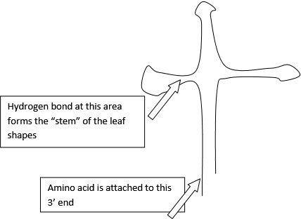 a. Cloverleaf Model is the 2D model that explains the tRNA structure. It looks as such   The researcher found that tRNA was a result of modified after transcription from DNA. The modification led it to have hydrogen bonds to its own chain resulting in loop structures that resembles a cloverleaf. b. It was shown that mutation of some codons to stop codon would terminate translation. For example, if a simple unmutated mRNA along with its amino acid is given below: AUG|UUU|UAU|CUU|UAA Met-Phe-Tyr-Leu-Stop However, if UAU was mutated to UAA this would cause it to stop translation resulting in: AUG|UUU|UA A |CUU|UAA Met-Phe-Stop In result, the CUU codon for leucine will not be translated. c. The researchers did an experiment as follows: ▪Various spores of neurospora were mutated with different nutritional mutation. ▪These nutritional mutations would hinder the growth of the spores. ▪Researchers discovered that mutation that affected one gene led to one of the nutrition not being able to be processed. They know that nutrition must be processed by enzymes. ▪Thus, they concluded that one enzyme is a result of one gene. d. The experiments dealing with neurospora and human hemoglobin showed that they were a result of genes being expressed. Genes that were not express may fail to have any protein products. e. The genetic code was verified by actually translating the mRNA into amino acid sequence by ribosomes. Furthermore, the tRNA would contain anticodon which have the correct amino acid. For example, tRNA has the UAC anticodon with attached methionine, which verifies that AUG (its complementary sequence) is the codon for methionine. f. This relates to the study of sickle cell anemia. In normal blood individuals, hemoglobin results in blood cells having a concaved shaped. But, sickle cell hemoglobin has a different structure which makes them coalesce in the blood cells resulting in a sickle shaped blood cell.