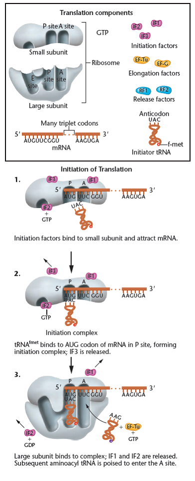 The emergence of antibiotic-resistant strains of Enterococci and transfer of resistant genes to other bacterial pathogens have highlighted the need for new generations of antibiotics to combat serious infections. To grasp the range of potential sites for the action of existing antibiotics, sketch the components of the translation machinery (e.g., see Step 3 of Figure), and using a series of numbered pointers, indicate the specific location for the action of the antibiotics shown in the following table.   Figure   Initiation of translation. The separate components are depicted at the left of the figure.<div style=padding-top: 35px> 
