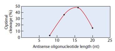 The flow of genetic information from DNA to protein is mediated by messenger RNA. If you introduce short DNA strands (called antisense oligonucleotides) that are complementary to mRNAs, hydrogen bonding may occur and label the DNA/RNA hybrid for ribonuclease-H degradation of the RNA. One study compared the effect of different-length antisense oligonucleotides upon ribonuclease-H-mediated degradation of tumor necrosis factor (TNF ? ) mRNA. TNF ? exhibits antitumor and proinflammatory activities (Lloyd et al., 2001. Nuc. Acids Res. 29: 3664-3673). The following graph indicates the efficacy of various-sized antisense oligonucleotides in causing ribonuclease-H cleavage.   (a) Describe how antisense oligonucleotides interrupt the flow of genetic information in a cell. (b) What general conclusion can be drawn from the graph? (c) What factors other than oligonucleotide length are likely to influence antisense efficacy in vivo?<div style=padding-top: 35px> 