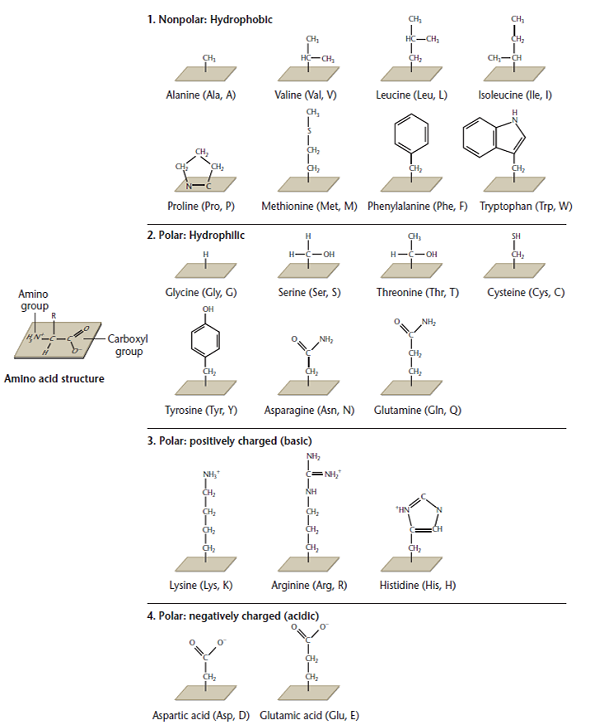 Knowing the quaternary structure of proteins, specifically their surface properties, provides novel opportunities for enhancing the development of targeted drug therapies. (a) Referring to Figure and the accompanying discussion, predict the class(es) of amino acids likely to reside on the surface of a protein within a cell. (b) Assuming that Glu, Arg, and Asp exist in a functional site of a receptor molecule on the surface of a cell, provide an amino acid sequence that is likely to be effective in blocking that site. (c) The androgen receptor associated with prostate cancer has recently been targeted using synthetic molecules known generally as peptidomimetics, many of which incorporate D-amino acid stereoisomers rather than the more naturally occurring L-amino acid stereoisomers. Why might D-amino acid stereoisomers be especially useful for inhibiting a functional site of the androgen receptor, or any deleterious functional site for that matter? (d) Rational drug design is a relatively recent approach to the design of targeted therapeutic agents. Predict how knowledge of protein structure, especially surface properties, might be used in rational drug design as compared with the more classical trial-and-error approach. Figure   Chemical structures and designations of the 20 amino acids encoded by living organisms, divided into four major categories. Each amino acid has two abbreviations in universal use; for example, alanine is designated either Ala or A.<div style=padding-top: 35px> 