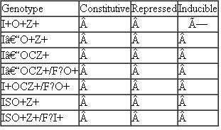 For the lac genotypes shown in the accompanying table, predict whether the structural genes (Z) are constitutive, permanently repressed, or inducible in the presence of lactose.   