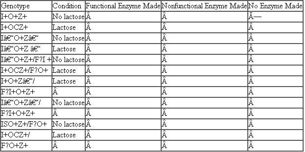 For the genotypes and conditions (lactose present or absent) shown in the following table, predict whether functional enzymes, nonfunctional enzymes, or no enzymes are made.   