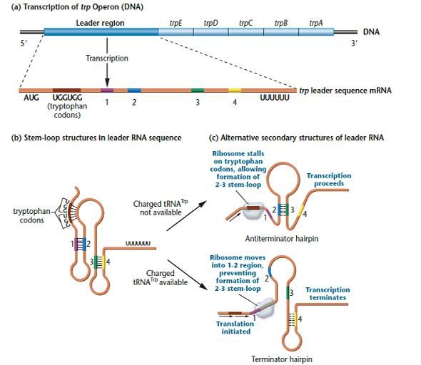 Figure depicts numerous critical regions of the leader sequence of mRNA that play important roles during the process of attenuation in the trp operon. A closer view of the leader sequence, which begins at about position 30 downstream from the 5? end, is given at the bottom of the page, running across both columns. Within this molecule are the sequences that cause the formation of the alternative hairpins. It also contains the successive triplets that encode tryptophan, where stalling during translation occurs. Take a large piece of paper (such as manila wrapping paper) and, along with several other students from your genetics class, work through the base sequence to identify the trp codons and the parts of the molecule representing the base-pairing regions that form the terminator and antiterminator hairpins shown in Figure.   (Leader sequence for the Problem)Figure   The attenuation model regulating the tryptophan operon.<div style=padding-top: 35px> 