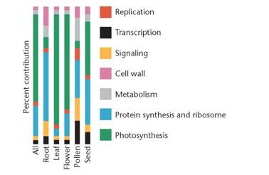 Below is a microarray analysis of gene expression among developmentally significant categories (tissues and organs) in the model organism Arabidopsis thaliana (Schmid et al., 2005). Relative gene activities are presented on the ordinate, while several tissue types are presented on the abscissa.     (a) Are gene-expression patterns reasonably compatible with expectations? (b) The general developmental program of plants contrasts with that of animals in that plants develop continuously, with new organs being added throughout their life span. How much does such a developmental program help explain the expression of photosynthetic genes in flowers and seeds? (c) Typically, single or small numbers of genes are studied to determine their impact on development. Here, genome-wide analysis reveals output from general classes containing many genes. How might such a global approach further our understanding of the role of genes in development?