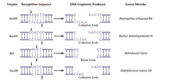 Using DNA sequencing on a cloned DNA segment, you recover the nucleotide sequence shown below. Does this segment contain a palindromic recognition sequence for a restriction enzyme? If so, what is the double-stranded sequence of the palindrome, and what enzyme would cut at this sequence? (Consult Figure for a list of restriction sites.)CAGTATGGATCCCAT Figure Common restriction enzymes, with their recognition sequence, DNA cutting patterns, and sources. Arrows indicate the location in the DNA cut by each enzyme.   