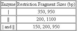 You have recovered a cloned DNA segment from a vector and determine that the insert is 1300 bp in length. To characterize this cloned segment, you isolate the insert and decide to construct a restriction map. Using enzyme I and enzyme II, followed by gel electrophoresis, you determine the number and size of the fragments produced by enzymes I and II alone and in combination, as recorded in the following table. Construct a restriction map from these data, showing the positions of the restriction-enzyme cutting sites relative to one another and the distance between them in units of base pairs.   