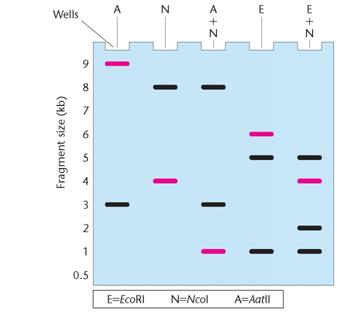 The gel presented here shows the pattern of bands of fragments produced with several restriction enzymes. The enzymes used are identified above and below the gel and six possible restriction maps are shown in the column to the right.     One of the six restriction maps shown is consistent with the pattern of bands shown in the gel. (a) From your analysis of the pattern of bands on the gel, select the correct map and explain your reasoning. (b) In a Southern blot prepared from this gel, the highlighted bands (pink) hybridized with the gene pep. Where is the pep gene located?