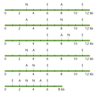 A widely used method for calculating the annealing temperature for a primer used in PCR is 5 degrees below the T m (°C), which is computed by the equation 81.5 + 0.41 × (%GC) - (675/ N ), where %GC is the percentage of GC nucleotides in the oligonucleotide and N is the length of the oligonucleotide. Notice from the formula that both the GC content and the length of the oligonucleotide are variables. Assuming you have the following oligonucleotide as a primer, compute the annealing temperature for PCR. What is the relationship between T m (°C) and %GC? Why? ( Note : In reality, this computation provides only a starting point for empirical determination of the most useful annealing temperature.)5?-TTGAAAATATTTCCCATTGCC-3?   