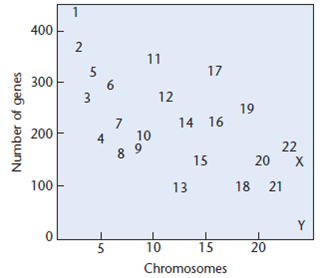 In a draft annotation and overview of the human genome sequence, F.A. Wright et al. (Genome Biol. 2001: 2(7): Research0025) presented a graph similar to the one shown here. The graph details the approximate number of genes from each chromosome that are expressed only in embryos. Review earlier information in the text on human chromosomal aneuploids and correlate that information with the graph. Does this graph provide insight as to why some aneuploids occur and others do not?