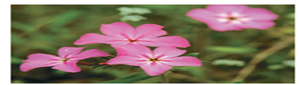 Floral traits in plants often play key roles in diversification, in that slight modifications of those traits, if genetically determined, may quickly lead to reproductive restrictions and evolution. Insight into genetic involvement in flower formation is often acquired through selection experiments that expose realized heritability. Lendvai and Levin (2003) conducted a series of artificial selection experiments on flower size (diameter) in Phlox drummondii. Data from their selection experiments are presented in the following table in modified form and content.     (a) Considering that differences in control values represent year-to-year differences in greenhouse conditions, calculate (in mm) the average response to selection over the three-year period. (b) Calculate the realized heritability for each year and the overall realized heritability. (c) Assuming that the realized heritability in phlox is relatively high, what factors might account for such a high response? (d) In terms of evolutionary potential, is a population with high heritability likely to be favored compared to one with a low realized heritability?<div style=padding-top: 35px> 