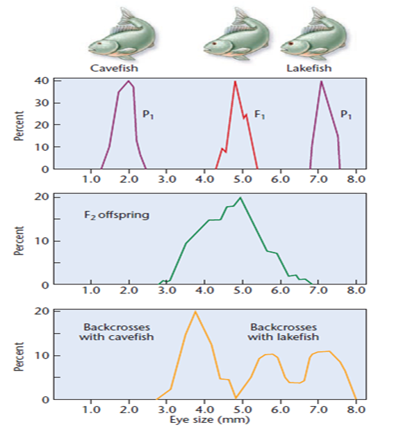 In 1988, Horst Wilkens investigated blind cavefish, comparing them with members of a sibling species with normal vision that are found in a lake [Wilkens, H. (1988). Ecol. Biol. 23: 271-367]. We will call them cavefish and lakefish. Wilkens found that cavefish eyes are about seven times smaller than lakefish eyes. F 1 hybrids have eyes of intermediate size. These data, as well as the F 1 × F 1 cross and those from backcrosses (F 1 × cavefish and F 1 × lakefish), are depicted below. Examine Wilkens's results and respond to the following questions: (a) Based strictly on the F 1 and F 2 results of Wilkens's initial crosses, what possible explanation concerning the inheritance of eye size seems most feasible? (b) Based on the results of the F 1 backcross with cavefish, is your explanation supported? Explain. (c) Based on the results of the F 1 backcross with lakefish, is your explanation supported? Explain. (d) Wilkens examined about 1000 F 2 progeny and estimated that 6-7 genes are involved in determining eye size. Is the sample size adequate to justify this conclusion? Propose an experimental protocol to test the hypothesis. (e) A comparison of the embryonic eye in cavefish and lake-fish revealed that both reach approximately 4 mm in diameter. However, lakefish eyes continue to grow, while cavefish eye size is greatly reduced. Speculate on the role of the genes involved in this problem.  <div style=padding-top: 35px> 