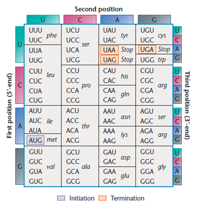 Shown below are two homologous lengths of the alpha and beta chains of human hemoglobin. Consult a genetic code dictionary (Figure) and determine how many amino acid substitutions may have occurred as a result of a single nucleotide substitution. For any that cannot occur as a result of a single change, determine the minimal mutational distance.     Figure. The coding dictionary. AUG encodes methionine which initiates most polypeptide chains. All other amino acids except tryptophan, which is encoded only by UGG, are represented by two to six triplets UAA, UAG, and UGA are termination signals and do not encode any amino acids.<div style=padding-top: 35px> 