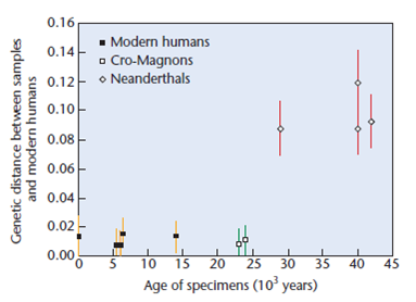 Comparisons of Neanderthal mitochondrial DNA with that of modern humans indicate that they are not related to modern humans and did not contribute to our mitochondrial heritage. However, because Neanderthals and modern humans are separated by at least 25,000 years, this does not rule out some forms of interbreeding causing the modern European gene pool to be derived from both Neanderthals and early humans (called Cro-Magnons). To resolve this question, Caramelli et al. (2003. Proc. Natl. Acad. Sci. [USA] 100: 6593-6597) analyzed mitochondrial DNA sequences from 25,000-year-old Cro-Magnon remains and compared them to four Neanderthal specimens and a large dataset derived from modern humans. The results are shown in the graph.   The x -axis represents the age of the specimens in thousands of years; the y -axis represents the average genetic distance. Modern humans are indicated by filled squares; Cro-Magnons, open squares; and Neanderthals, diamonds. (a) What can you conclude about the relationship between Cro-Magnons and modern Europeans? What about the relationship between Cro-Magnons and Neanderthals? (b) From these data, does it seem likely that Neanderthals made any mitochondrial DNA contributions to the Cro-Magnon gene pool or the modern European gene pool?<div style=padding-top: 35px> 