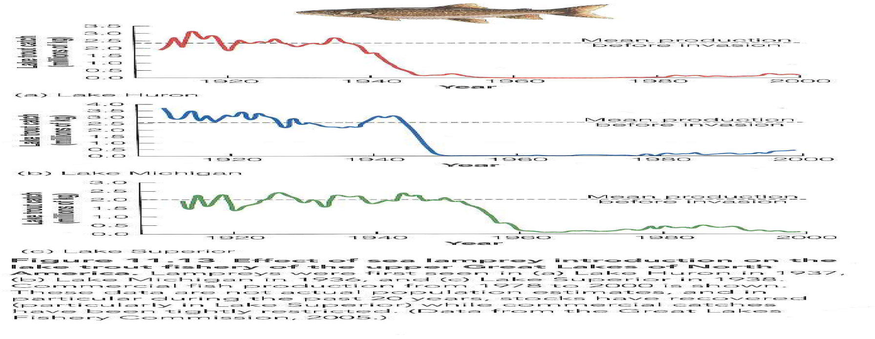 The collapse of lake trout populations in the Great Lakes coincided with a general increase in commercial fishing of the lakes. Discuss the hypothesis that the collapse of fish stocks in the. Great Lakes (see Figure 11.13) was caused more by overfishing (human predation) than by the introduction of the sea lamprey. Coble el. al. (1990) and Bronte et al. (2003) give references. Reference Figure : 11.13