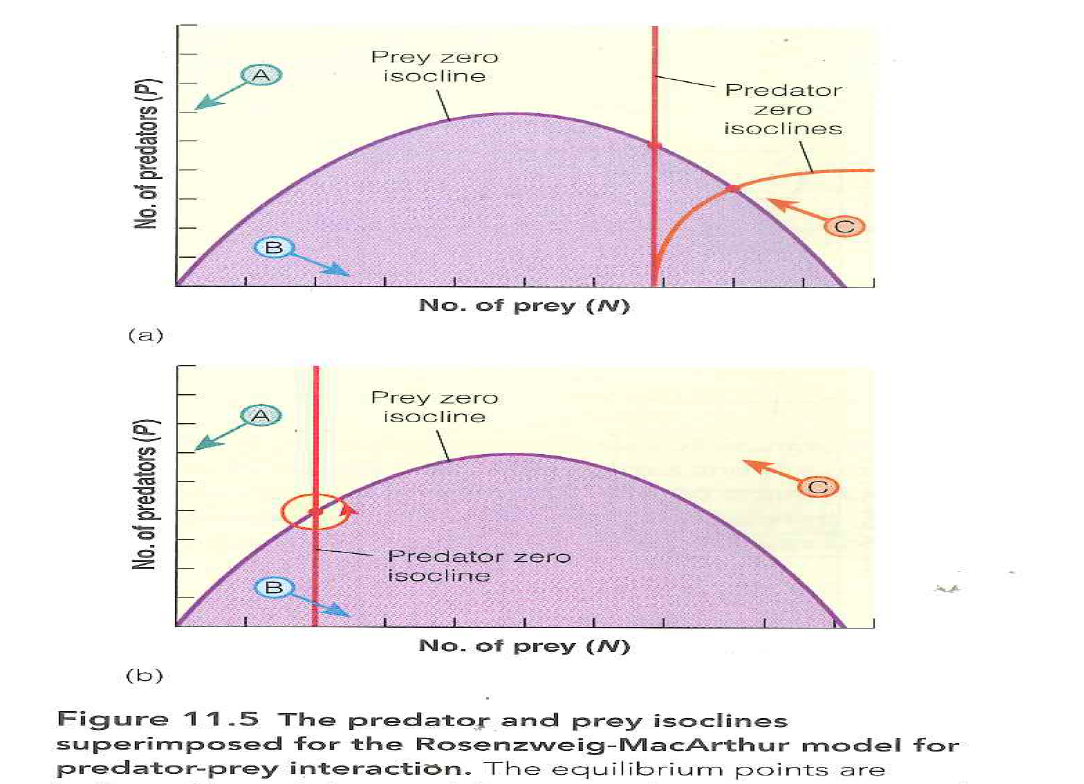 The graphic model of Rosenzweig and MacArthur (see Figure 11.5) predicts that the predator-prey system will become unstable when nutrients are added to the prey population (the paradox of enrichment). Evaluate the evidence for the occurrence of the paradox of enrichment in laboratory and field populations. Does the same prediction follow from ratio-dependent predation theory? Jensen and Ginzburg (2005) provide background references and a discussion of the problem. Reference Figure: 11.5   