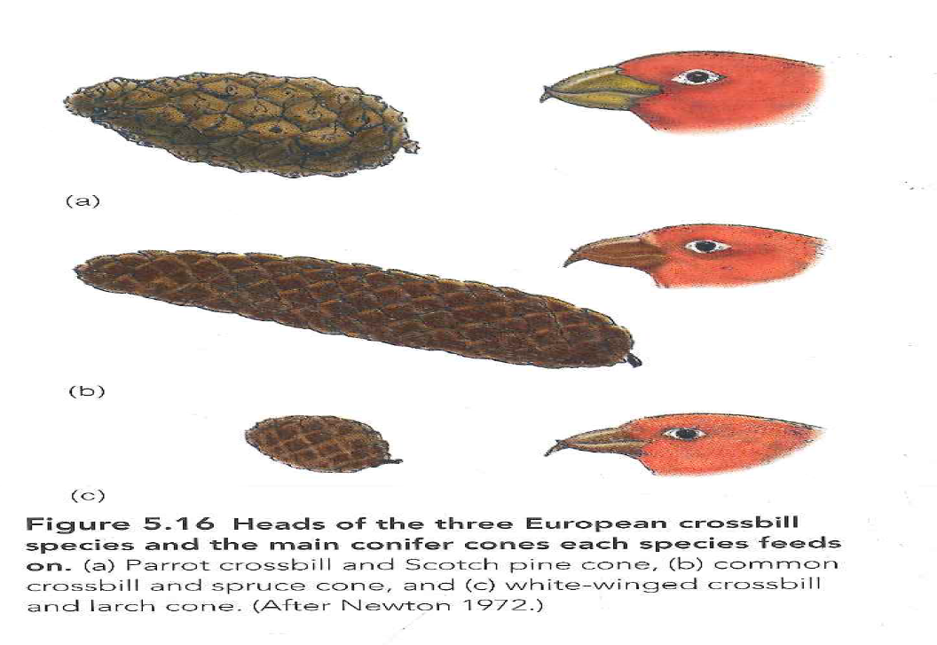 Three species of crossbills in northern Europe (see figure 5.16, page 78) tend to irrupt together. But two species concentrate on larch and spruce cones, which mature in one year, while the third species feeds on pine cones, which mature in two years. Poor flowering seems to occur at the same time in pine, spruce, and larch. How can you explain this puzzle? Suggest an experiment to test your hypothesis, and compare your ideas with those of Newton (1972, p. 239). Reference Figure: 5.16