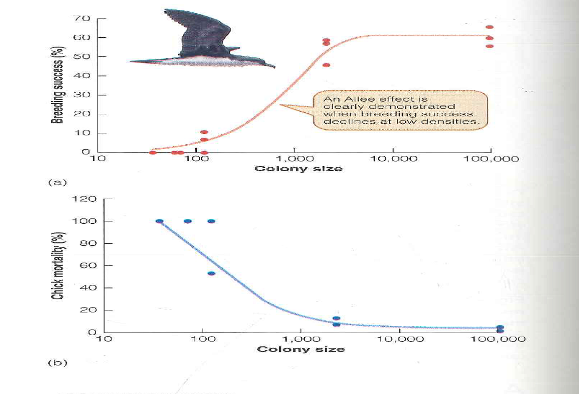If you wished to increase the abundance of a threatened species like Hutton's shearwater that shows an Alice effect (see Figure 14.10), what management actions might you recommend? Reference Figure: 14.10
