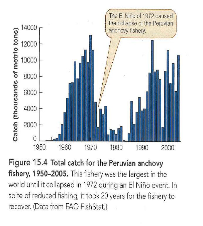 The Peruvian anchovy fishery (Figure 15.4) is still among the largest fisheries in the world. What happens to this large biomass of fish once it is caught? Reference Figure: 15.4