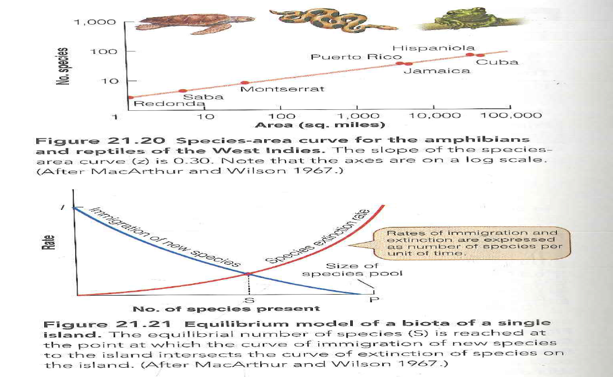 The immigration and extinction curves in the MacArthur-Wilson theory of island biogeography are concave upwards (see Figure 21.21). What difference would it make if these curves were straight lines? Reference Figure: 21.21   