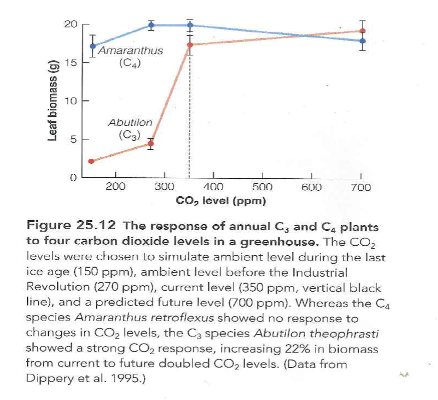 Discuss the implications of the response of C3 and C4 plants to changing CO2 levels (see Figure 25.12) with respect to changes in community composition from the last ice age into the future. Ehleringer et al. (1997) review this question. Reference Figure: 25.12   