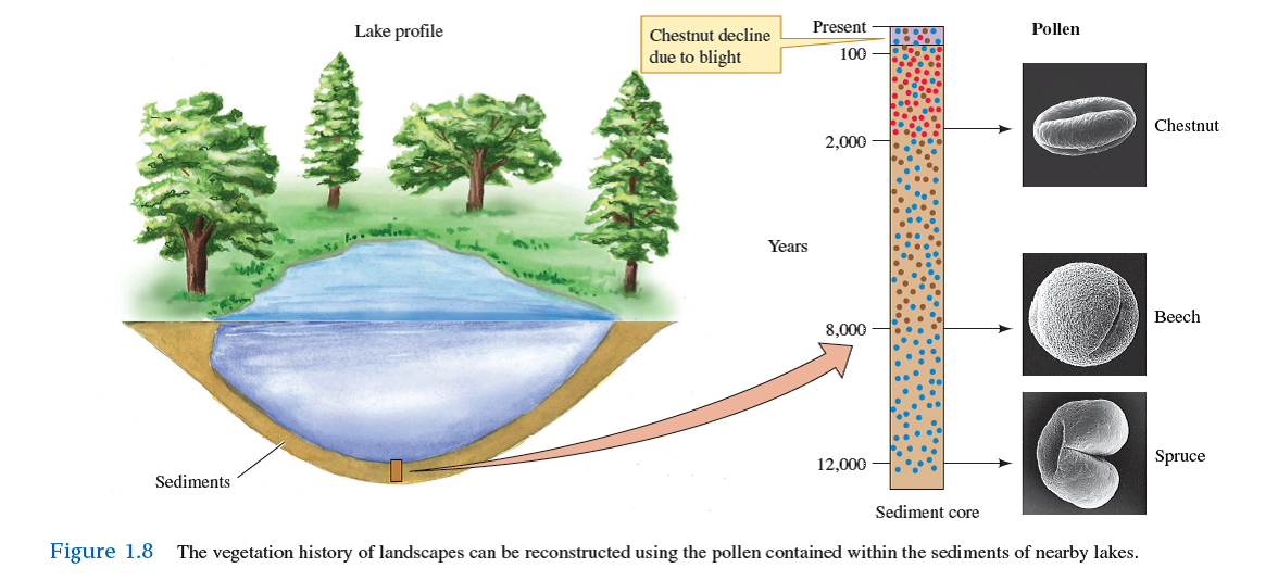 What do the studies of Margaret Davis tell us about the composition of forests in the Appalachian Mountains during the past 12,000 years (see fig. 1.8 ) Based on this research, what predictions might you make about the future composition of these forests
